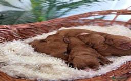 Cocker Spaniel Inglés perros en venta: COCKER SPANIEL INGLES - Imagen 11