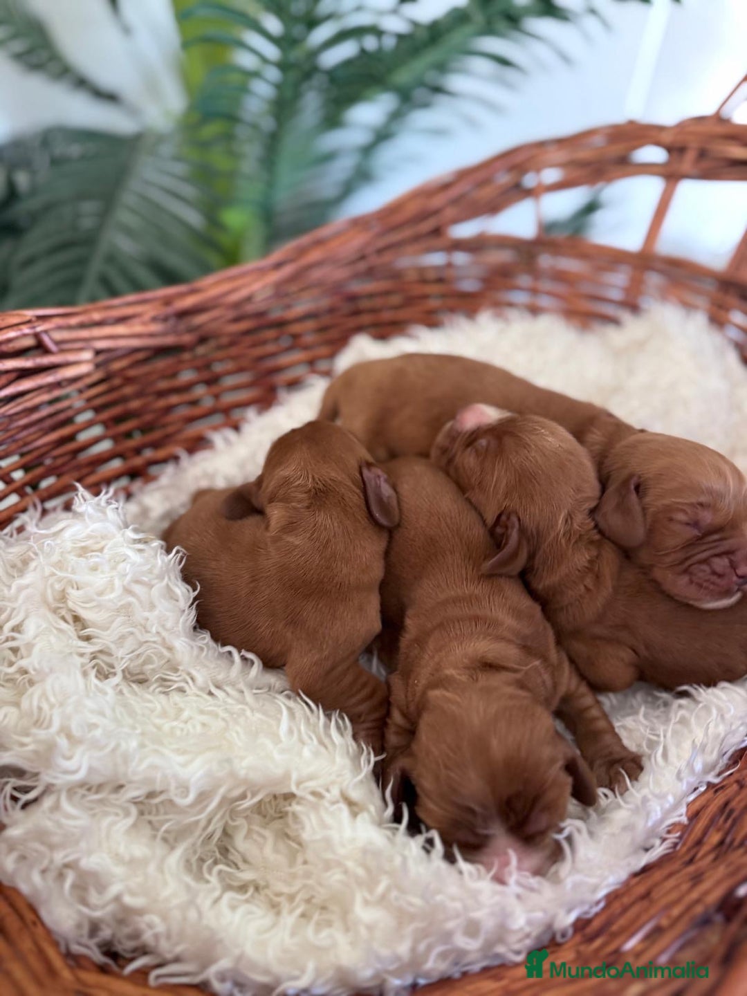Cocker Spaniel Inglés perros en venta: COCKER SPANIEL INGLES - Imagen 11