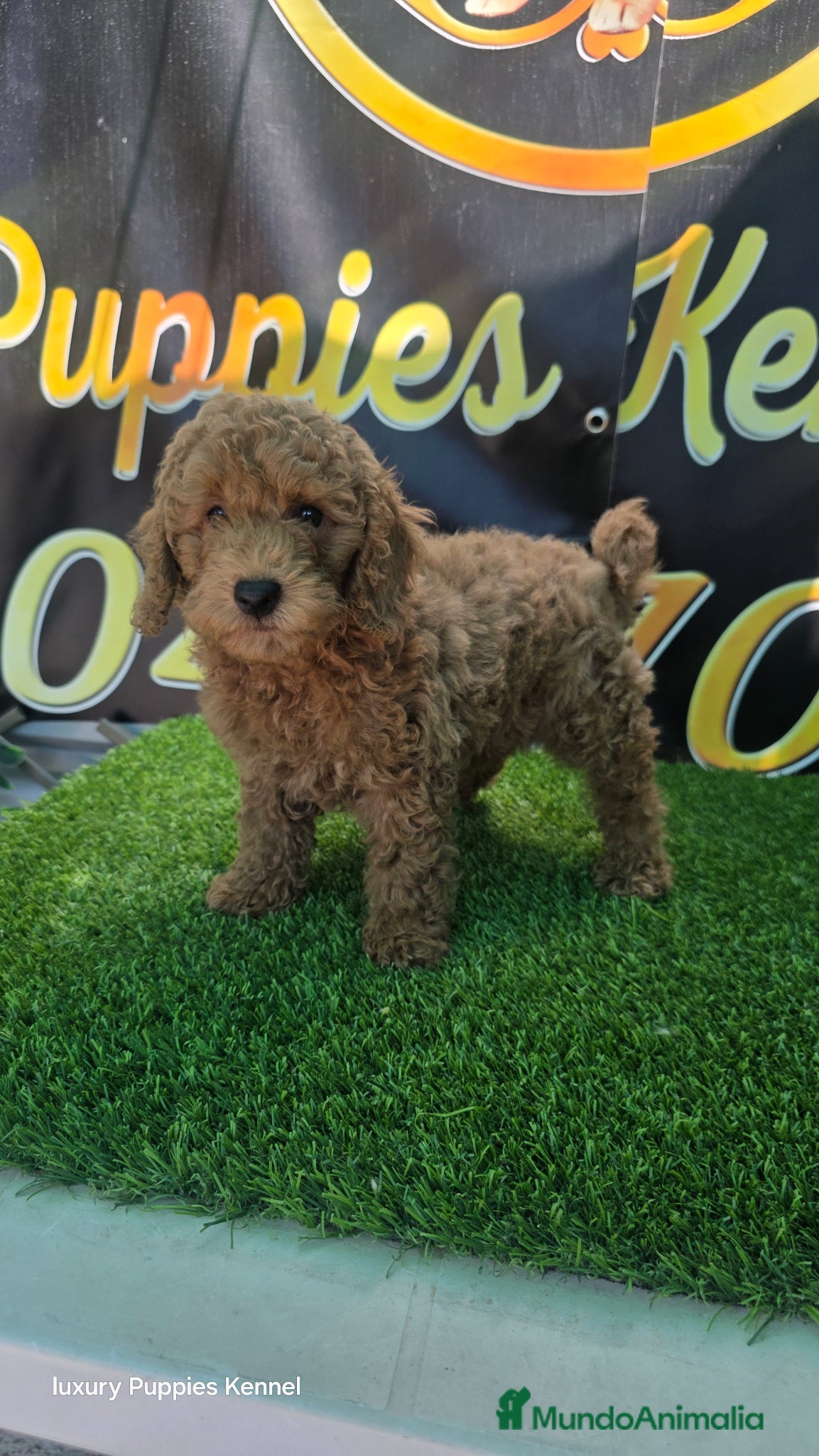 Caniche Enano perros Caniche enano/toy  - Anuncio 3