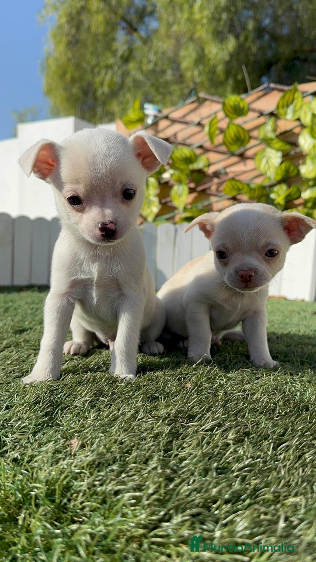 Chihuahua perros en venta: CHIHUAHUA MACHO - Anuncio 12
