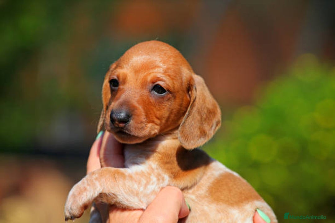 Teckel Miniatura perros en venta: TECKEL TORREMOLINOS ( MALAGA)  - Imagen 4
