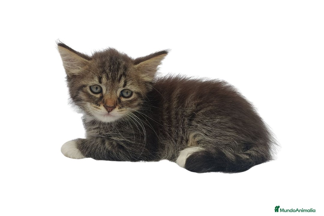 Siberiano gatos en venta: Gatitos siberianos hipoalergénicos - Imagen 4