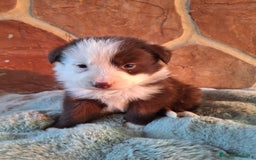 Border Collie perros en venta: BORDER COLLIE MACHO  en Murcia - Imagen 2