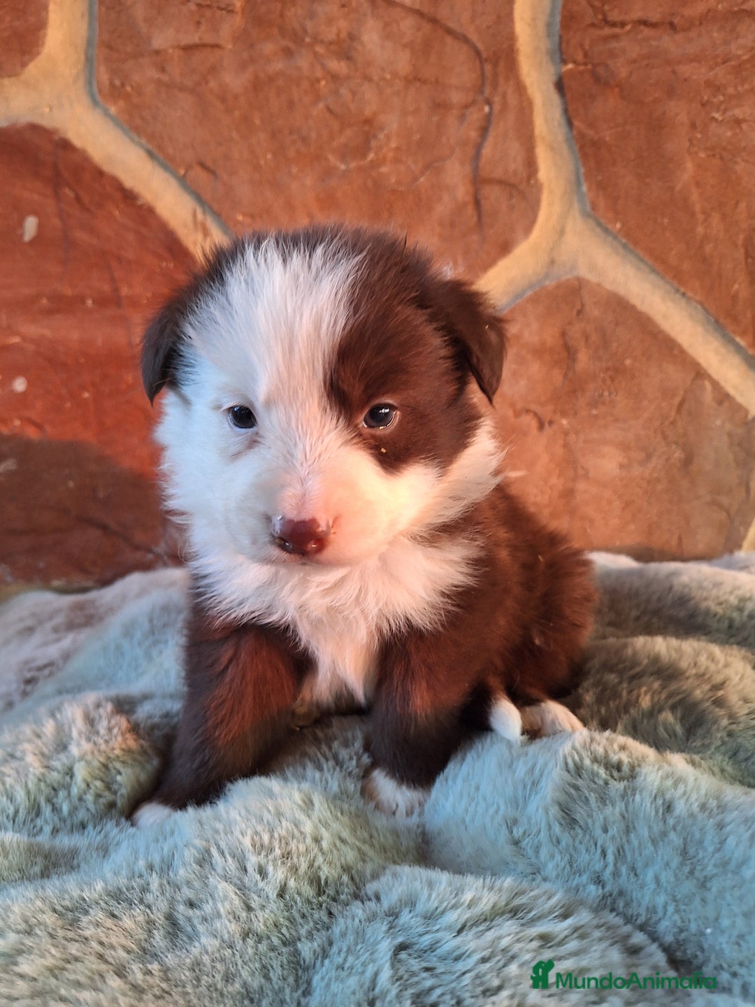 Border Collie perros en venta: BORDER COLLIE MACHO  en Murcia - Imagen 2