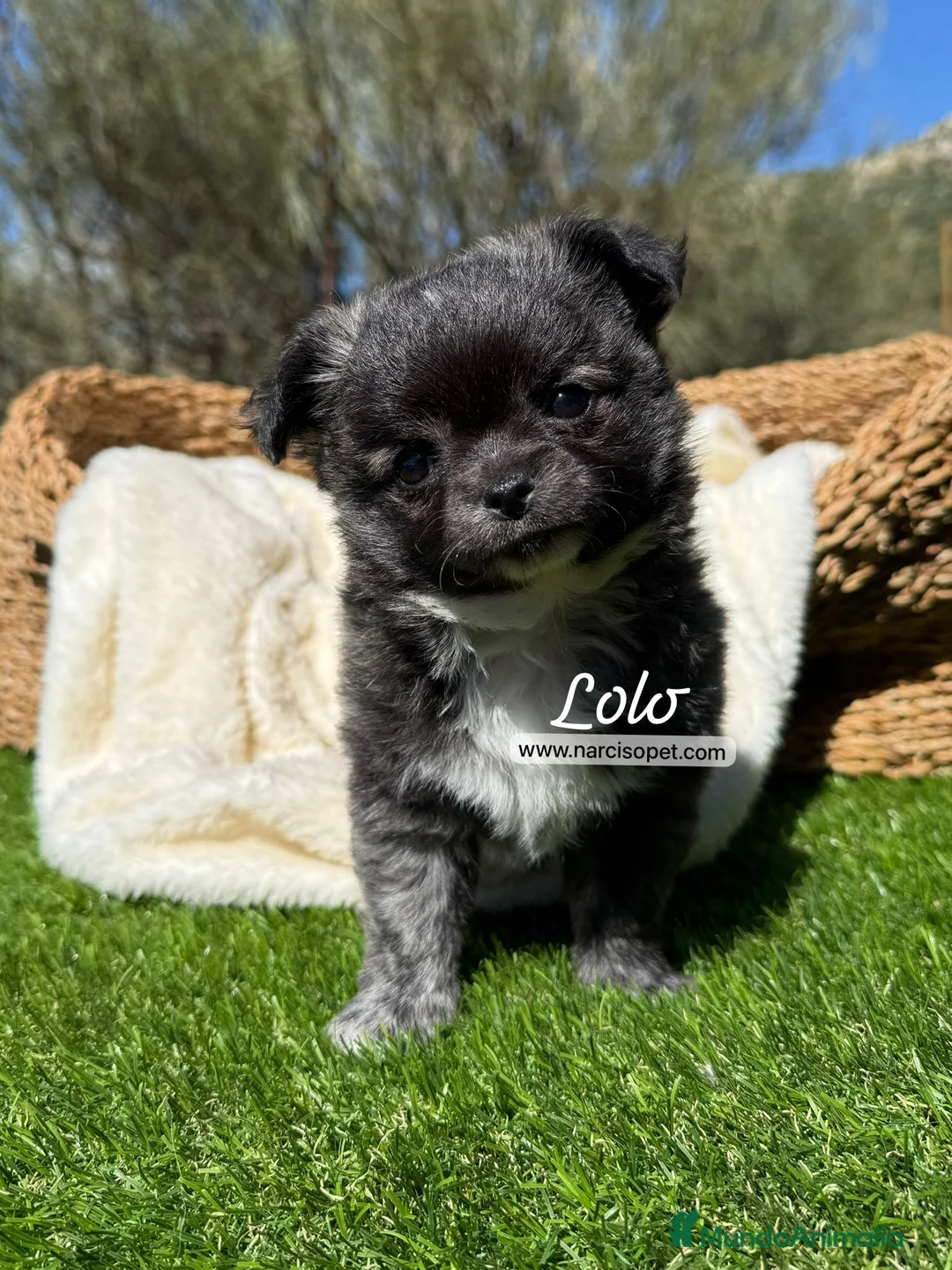 Chihuahua perros en venta: TU CHIHUAHUA PELO LARGO - Anuncio 1