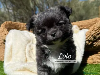 Chihuahua perros TU CHIHUAHUA PELO LARGO - Anuncio 9