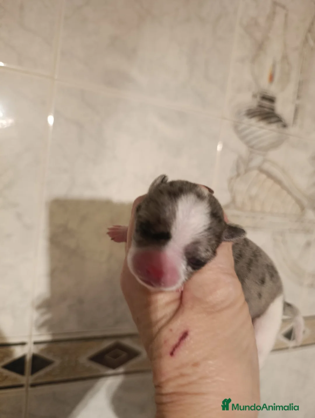 Chihuahua perros en venta: CHIHUAHUAS MERLES EXCLUSIVOS - Anuncio 4