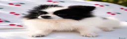 Pomerania perros en venta: Dos pomerania hembras - Anuncio 6