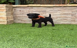 Jack Russell Terrier perros en venta: Disponibles cachorros Patterdale terrier  - Imagen 5