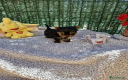 Yorkshire Terrier perros en venta: Yorkshire - Imagen 2