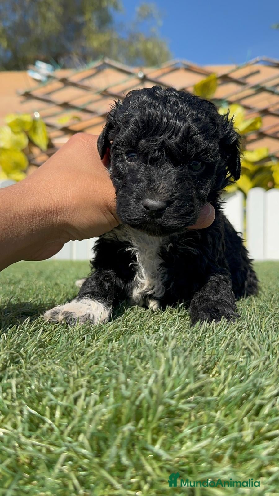 Perro de Agua Español perros PERRO DE AGUA HEMBRA - Anuncio 2