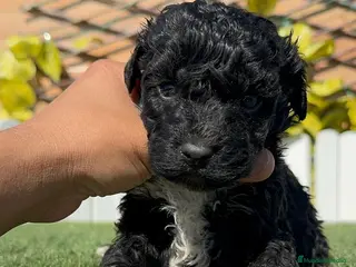 Perro de Agua Español perros PERRO DE AGUA HEMBRA - Anuncio 2