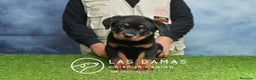 Rottweiler perros en venta: NO SON SIMPLEMENTE CACHORROS DE ROTTWEILER… - Anuncio 6