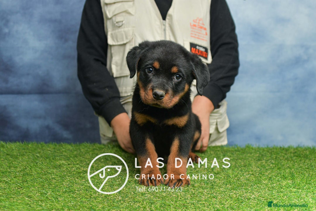 Rottweiler perros en venta: NO SON SIMPLEMENTE CACHORROS DE ROTTWEILER… - Anuncio 6