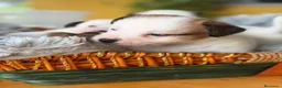 Jack Russell Terrier perros en venta: Cachorros de jack Russell disponibles - Anuncio 6