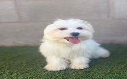 Bichón Maltés perros en venta: Bichon maltes - Imagen 3