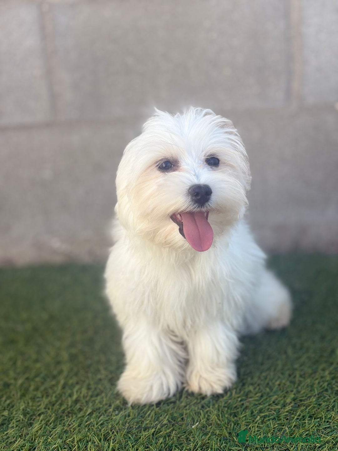 Bichón Maltés perros en venta: Bichon maltes - Imagen 3