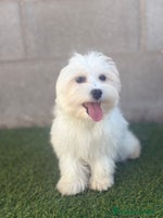 Bichón Maltés perros - Anuncio 10