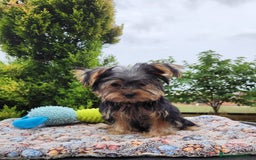 Yorkshire Terrier perros en venta: Yorki toy hembra  - Imagen 2