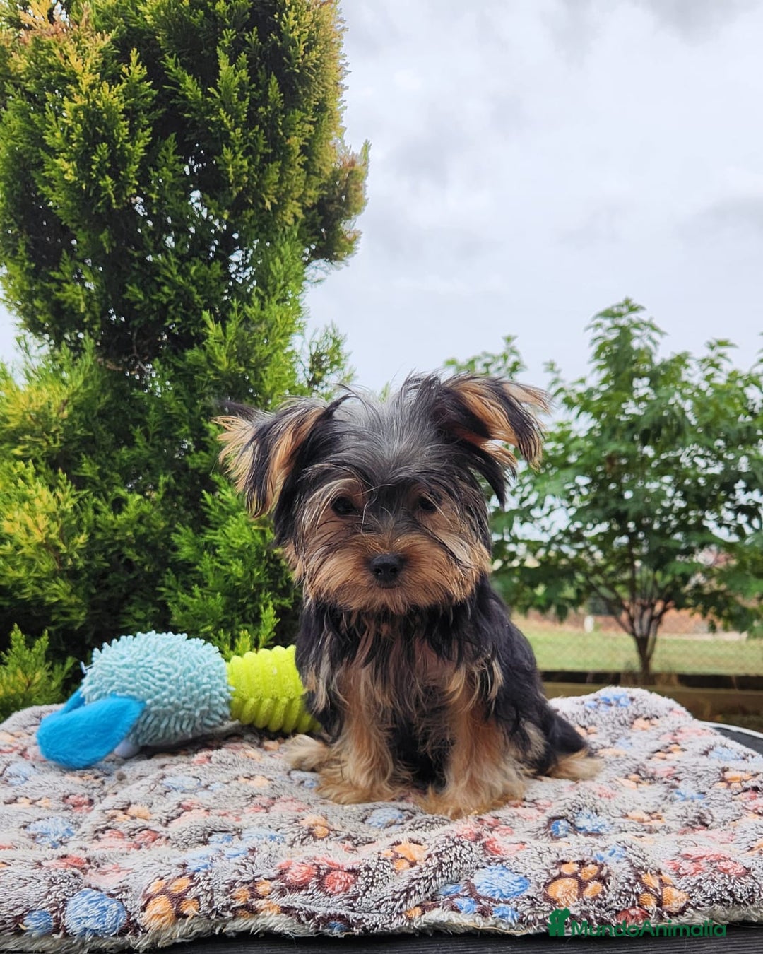Yorkshire Terrier perros en venta: Yorki toy hembra  - Imagen 2