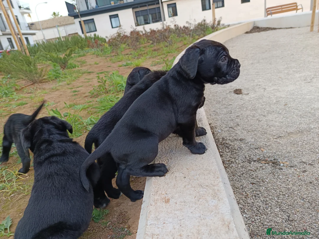 Imagen de galería {{count}}