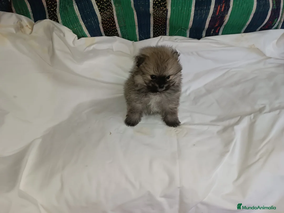 Pomerania perros en venta: MACHITO LINDO POMERANIA - Anuncio 2