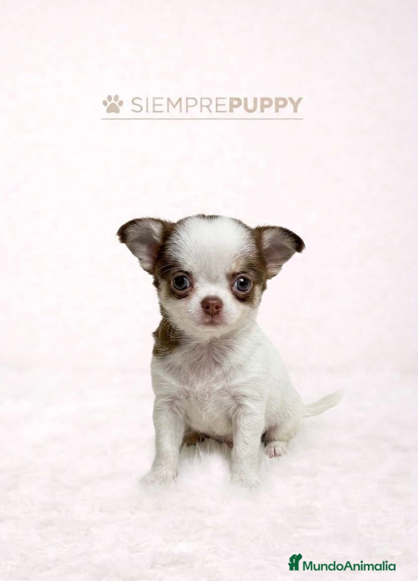 Chihuahua perros CHIHUAHUA MICRO TOY - Anuncio 2