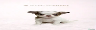 Chihuahua Cachorro 1