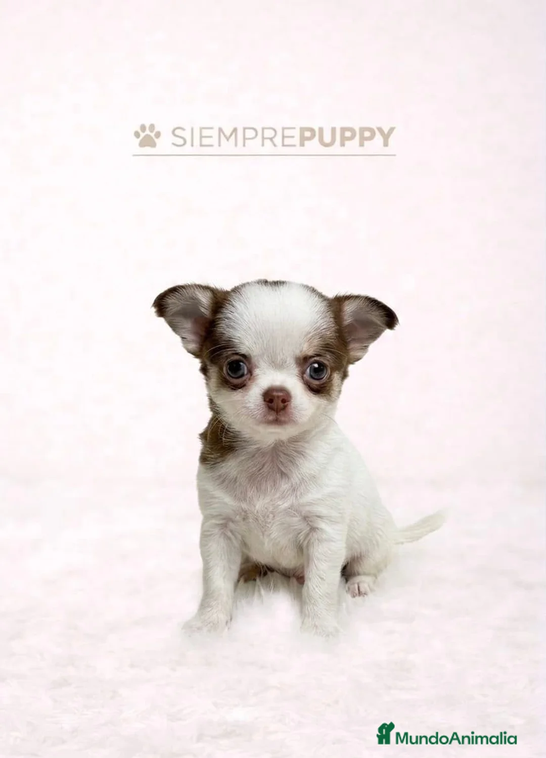 Chihuahua perros en venta: CHIHUAHUA MICRO TOY - Anuncio 1