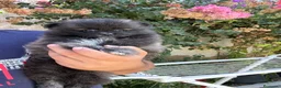 Pomerania perros en venta: Cachorra de Pomerania  - Anuncio 1