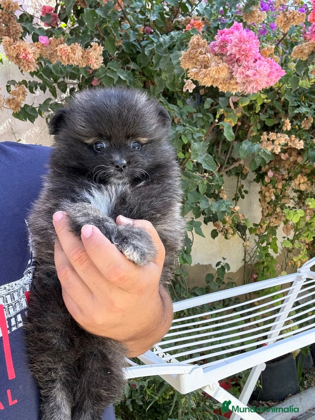 Pomerania perros en venta: Cachorra de Pomerania  - Anuncio 1
