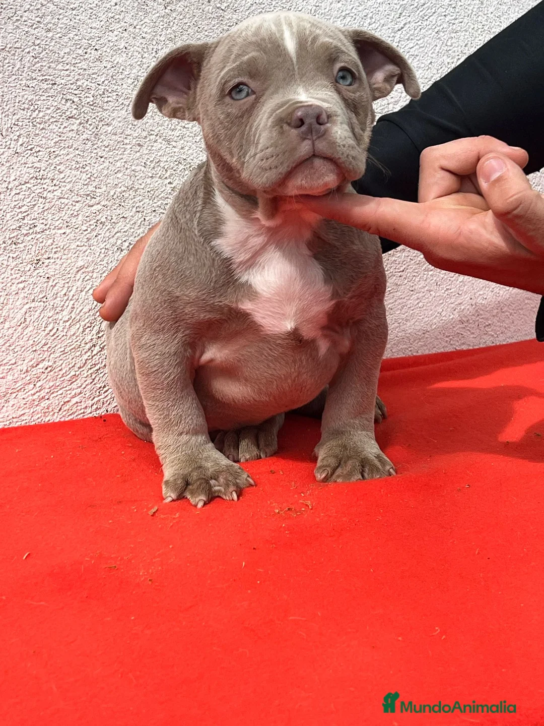 American Bully perros en venta: American bully pocket  - Anuncio 10