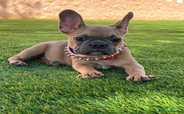 Bulldog Francés perros BULLDOG FRANCÉS /// LÍNEAS DE BELLEZA  - Anuncio 1