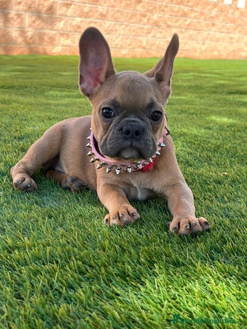 Bulldog Francés perros BULLDOG FRANCÉS /// LÍNEAS DE BELLEZA - Anuncio 2