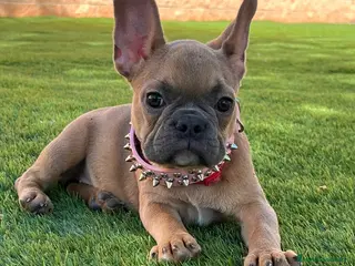 Bulldog Francés perros BULLDOG FRANCÉS /// LÍNEAS DE BELLEZA - Anuncio 18