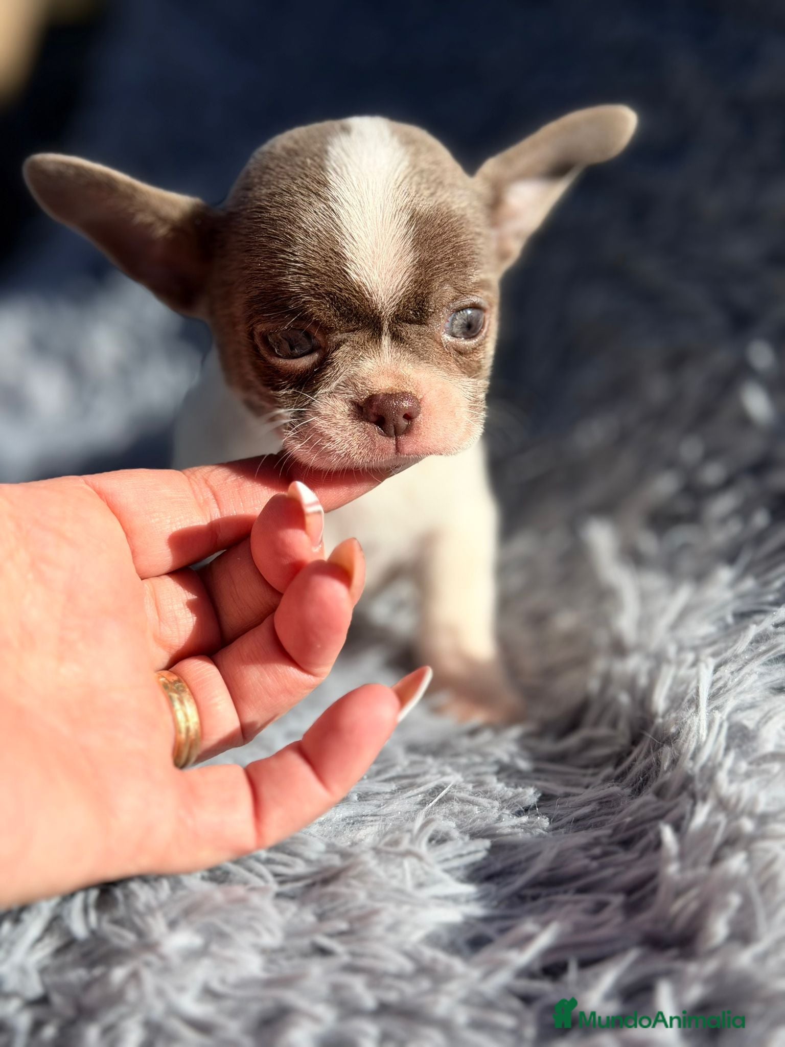 Chihuahua perros Chihuahua blanco y blue - Anuncio 3