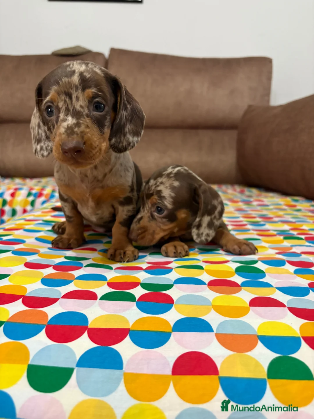 Teckel perros en venta: Teckels kaninchen  - Anuncio 2