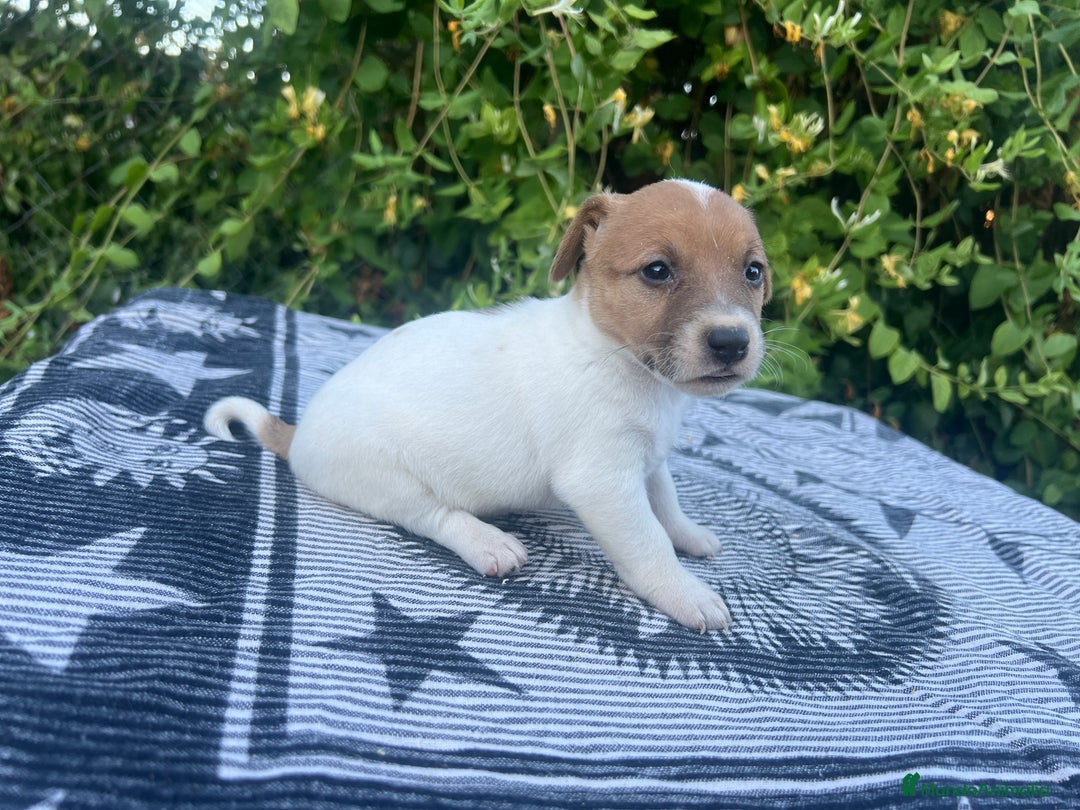 Jack Russell Terrier perros en venta: Jack Russell 500€ precio real - Imagen 4