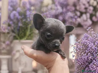 Chihuahua perros Chihuahua toy - Anuncio 1