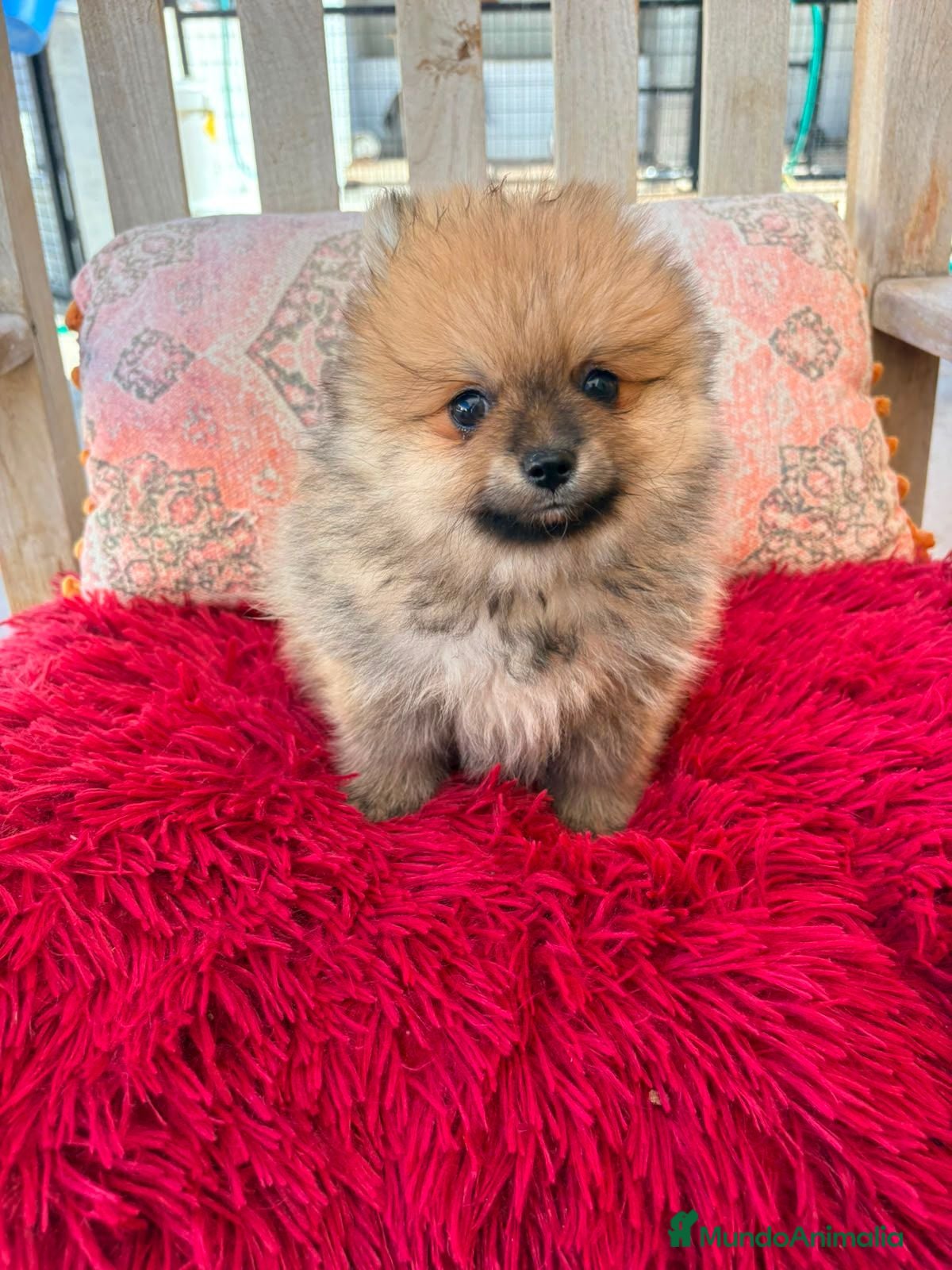 Pomerania perros Pomerania toy  - Anuncio 1