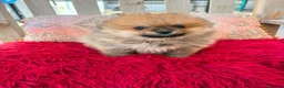 Pomerania perros en venta: Pomerania toy  - Anuncio 1