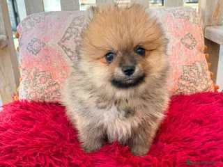 Pomerania perros Pomerania toy - Anuncio 5