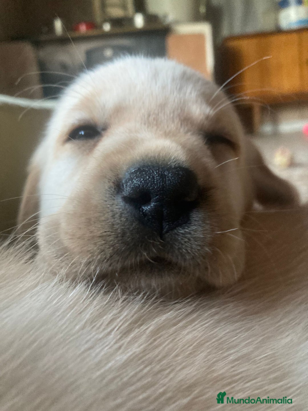 Labrador Retriever perros en venta: Nueva camada disponible - Imagen 2