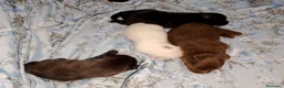 Pomchi perros en venta: Camada de pomchi  - Anuncio 5
