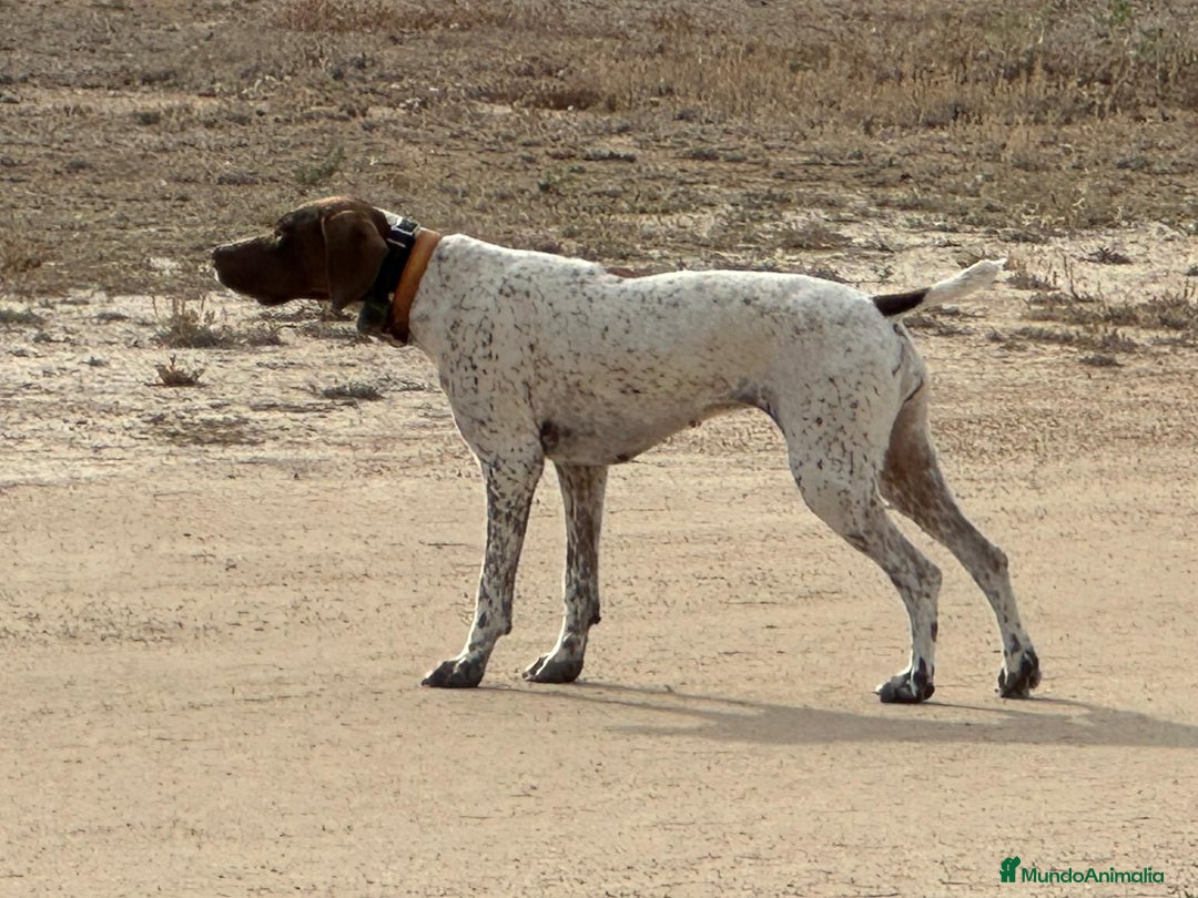 Braco Francés tipo Pirineos Talla Pequeña perros en venta: RESERVA DE CAMADA "E" DE BRACO BRANCÉS - Imagen 8