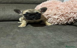 Bulldog Francés perros en venta: Bulldog Francés macho Fawn - Imagen 5