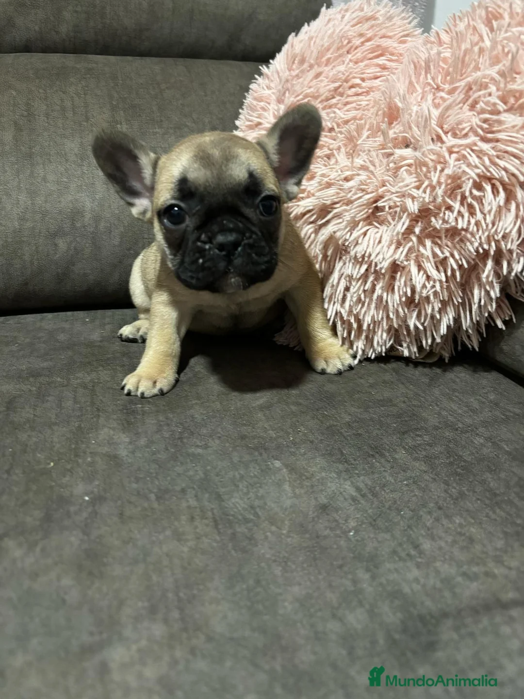 Bulldog Francés perros en venta: Bulldog Francés macho Fawn - Anuncio 5