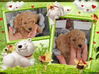 Caniche Toy perros Camada familiar de caniche toy - Anuncio 2