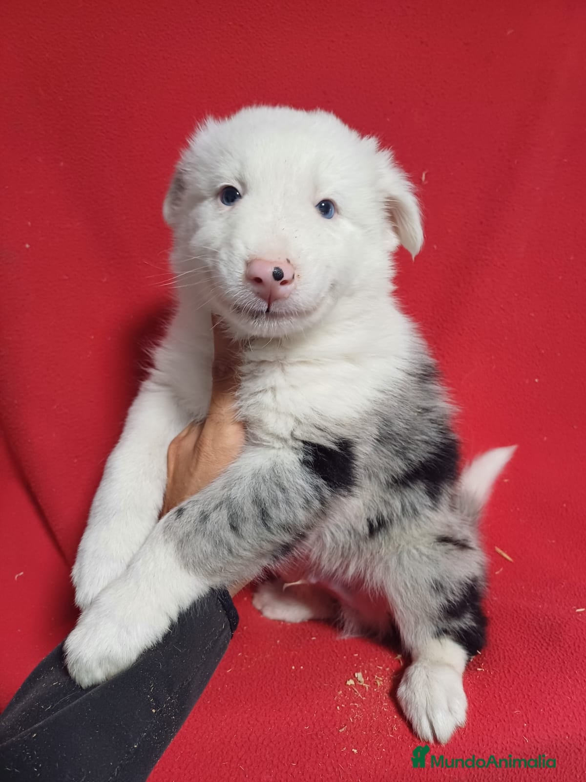 Border Collie perros Border Collie Merle  - Anuncio 18
