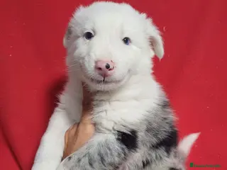 Border Collie perros Border Collie Merle - Anuncio 18